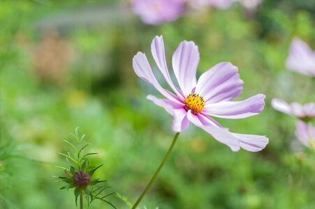 Flower Pink