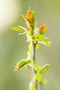 Flower Green