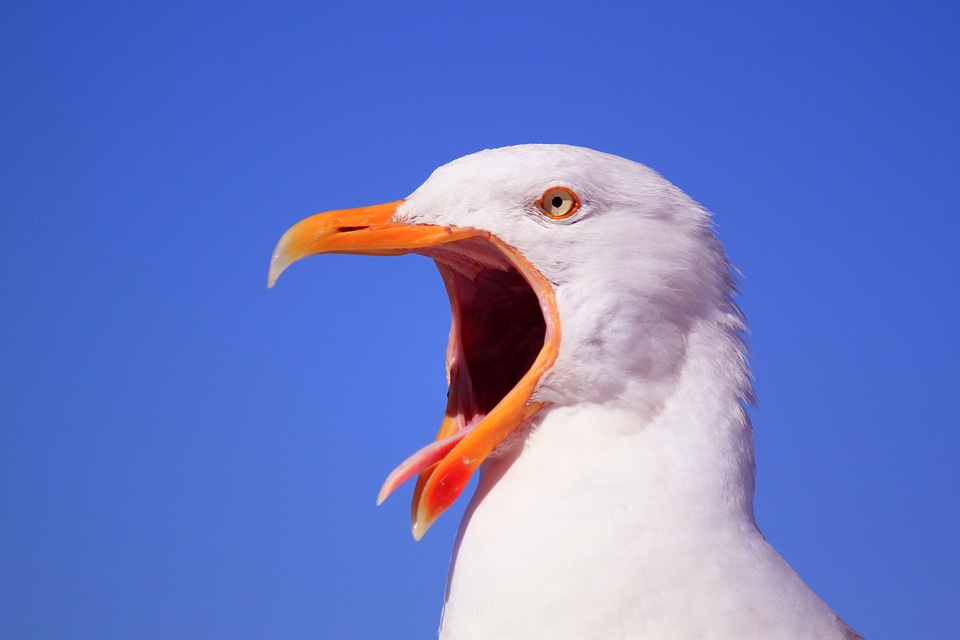 Birds seagull gulls
