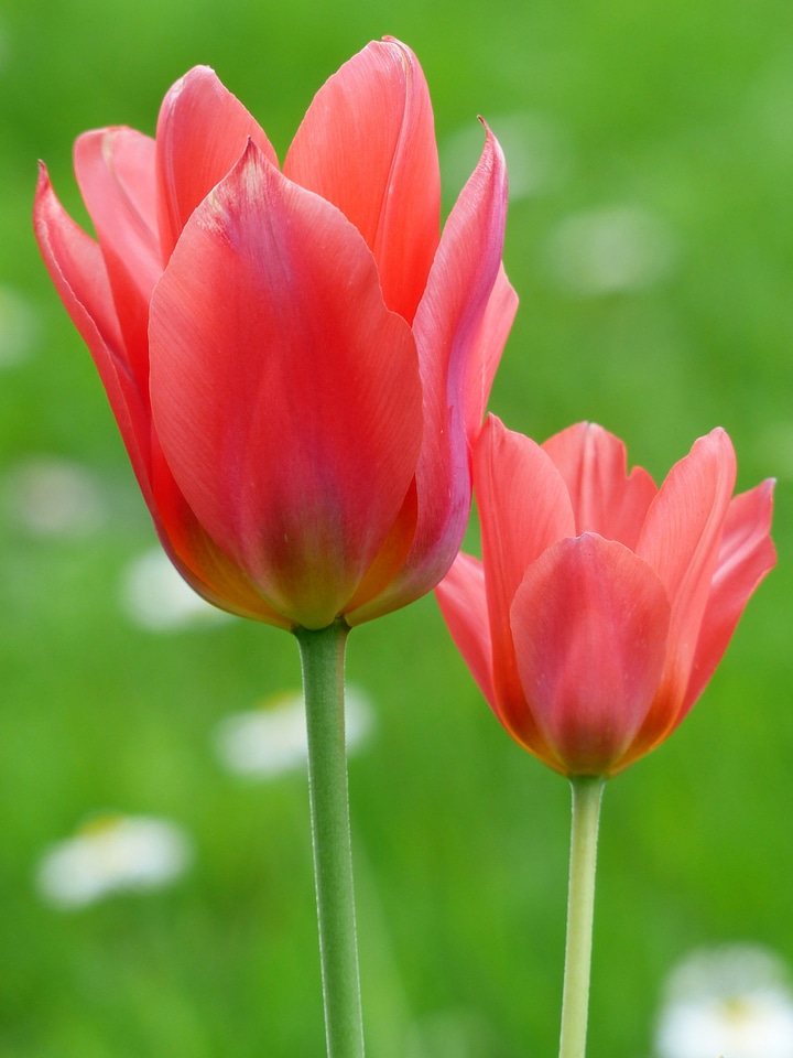 Flower colorful color