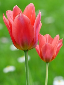 Flower colorful color