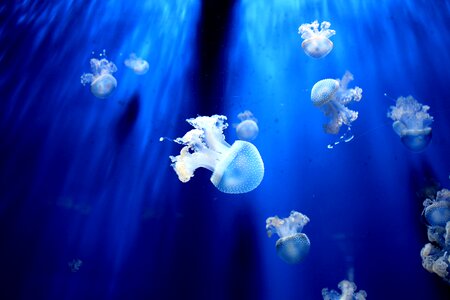 Jellyfish Aquarium photo