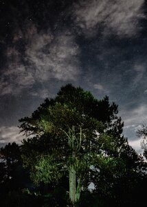Tree Tall photo