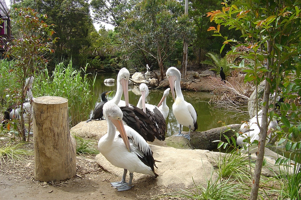 Birds pelican australia