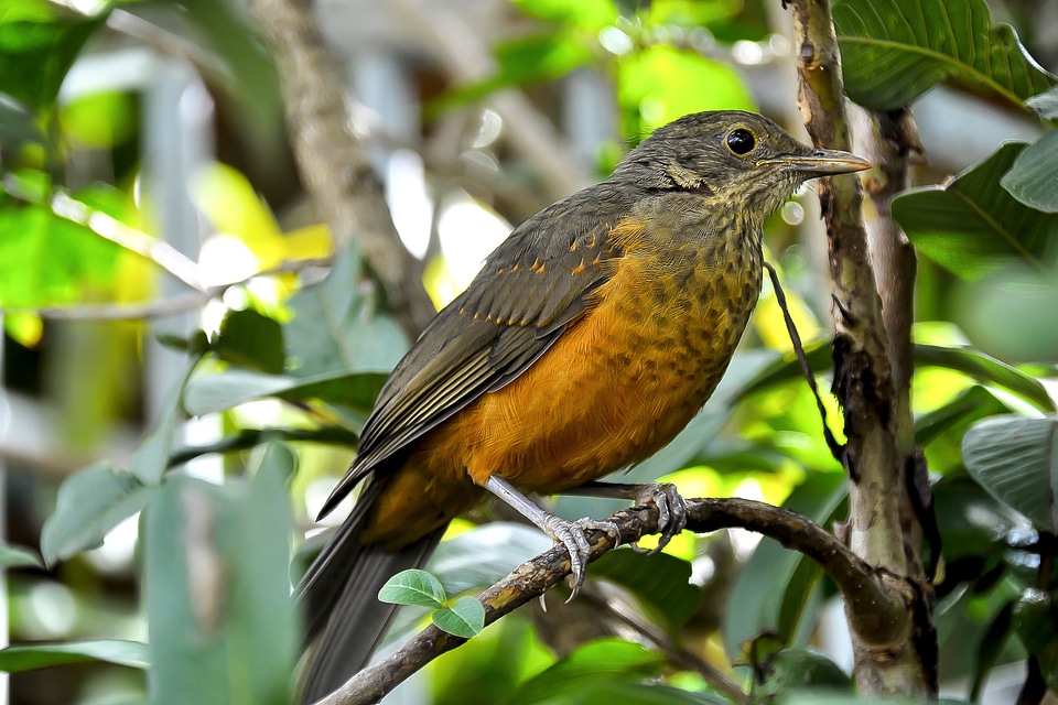 Creamy orange under observation forest