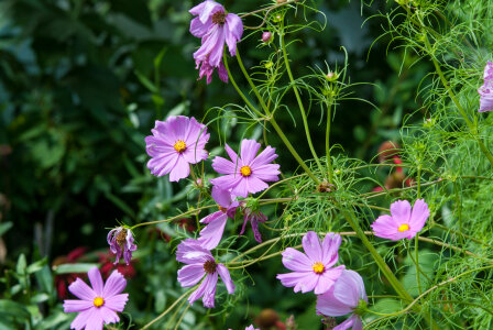 Plants Nature