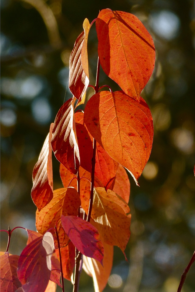 Autumn fall nature photo