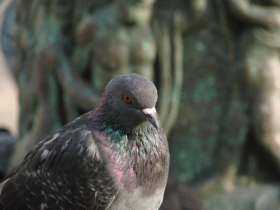 Standing animal bird pigeon