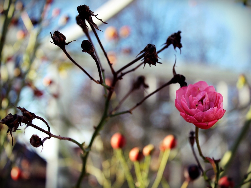 Pink red plant