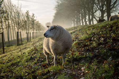 Animal Sheep photo