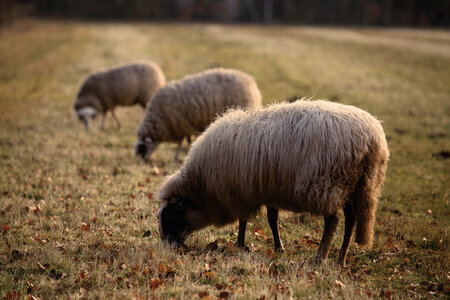 Sheep Animal photo