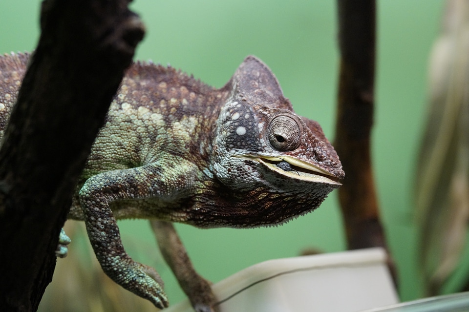 Giant chameleon feed offer