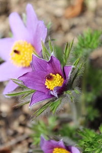 Bloom purple nature photo