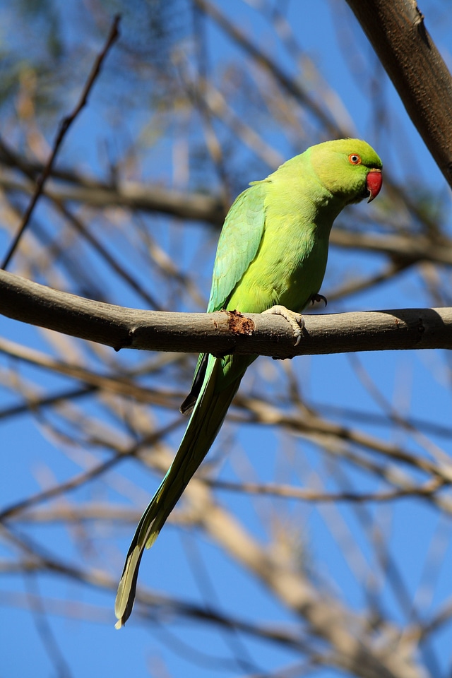 Bird seed-eating wings