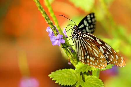 Butterfly Moth