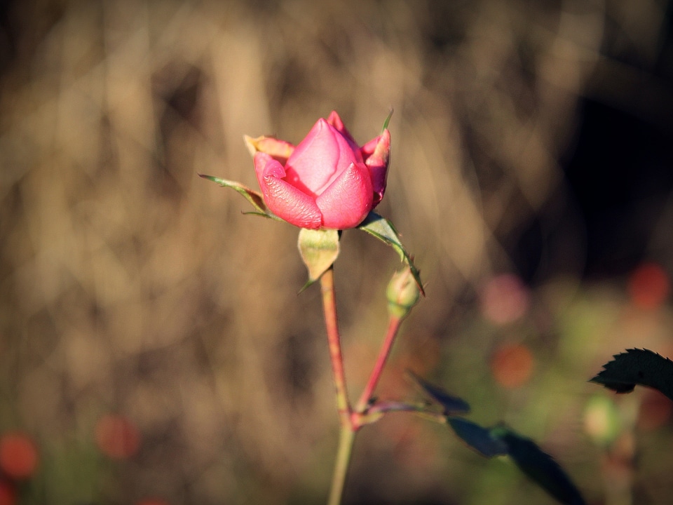 Garden plant blossom