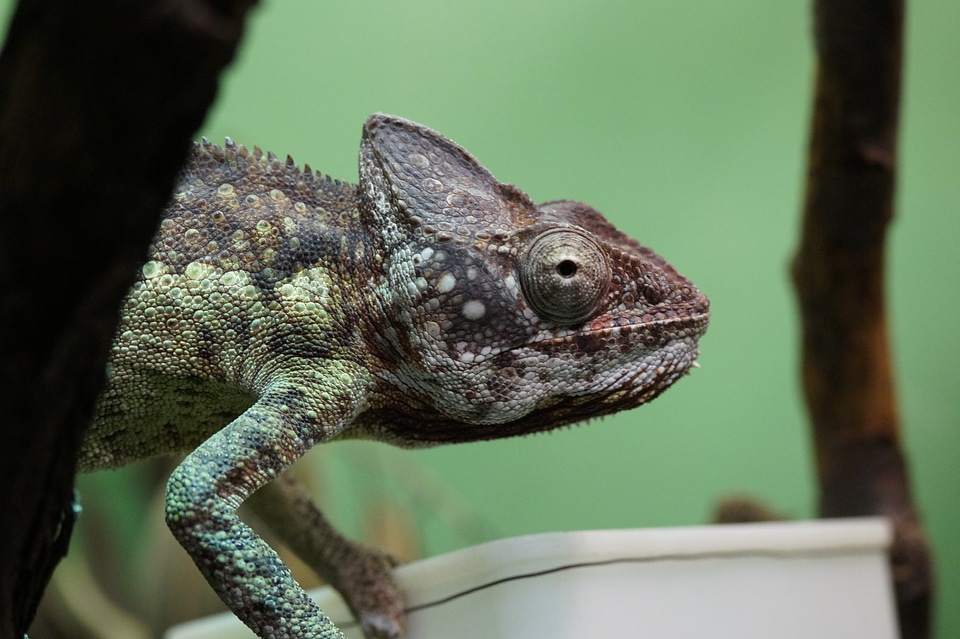 Giant chameleon feed offer