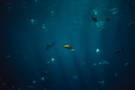 Fish Aquatic photo