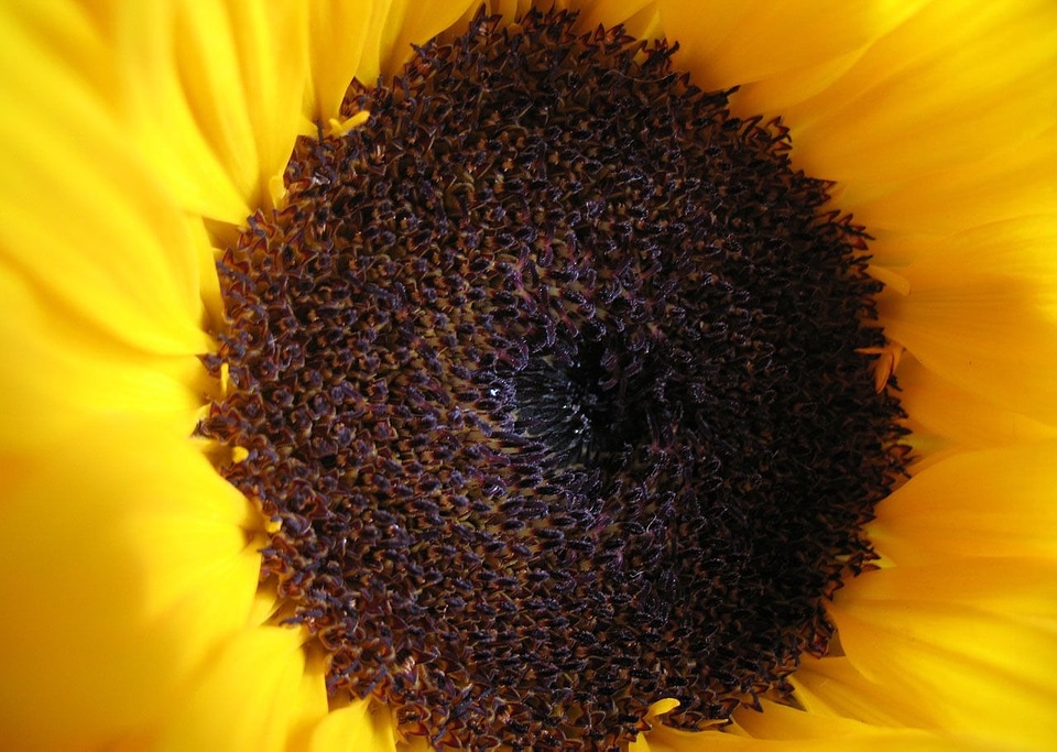 Yellow natural blossom