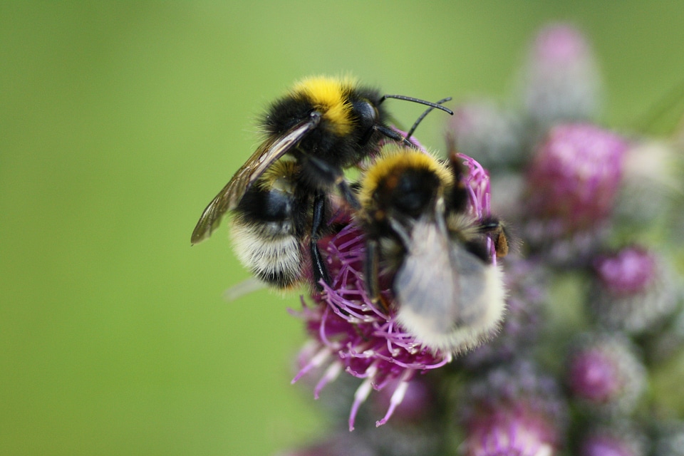 Nature macro bourdon