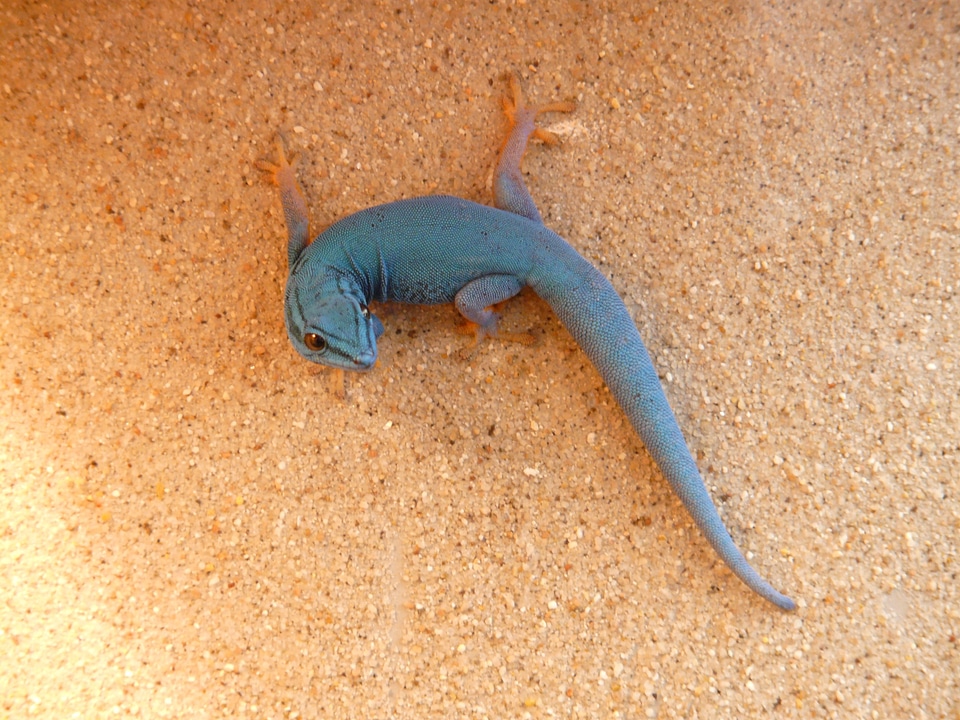 Reptile wall colorful