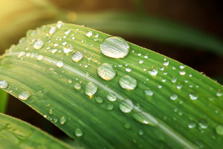 Green Leaf photo