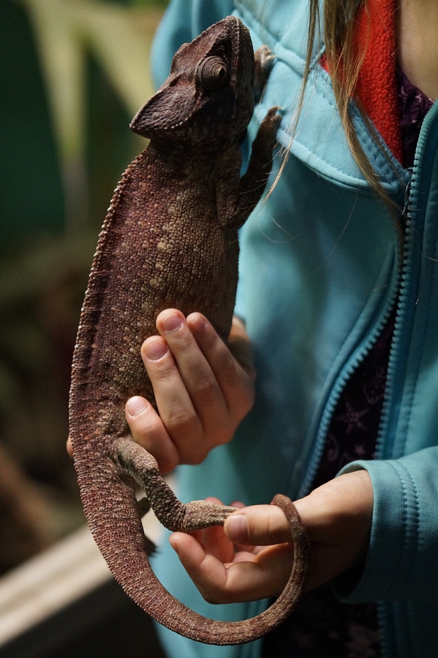 Animal husbandry care child