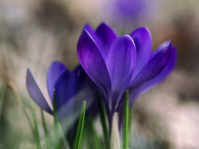 Purple Flowers