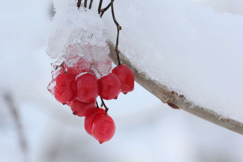 Nature ice formation gel photo