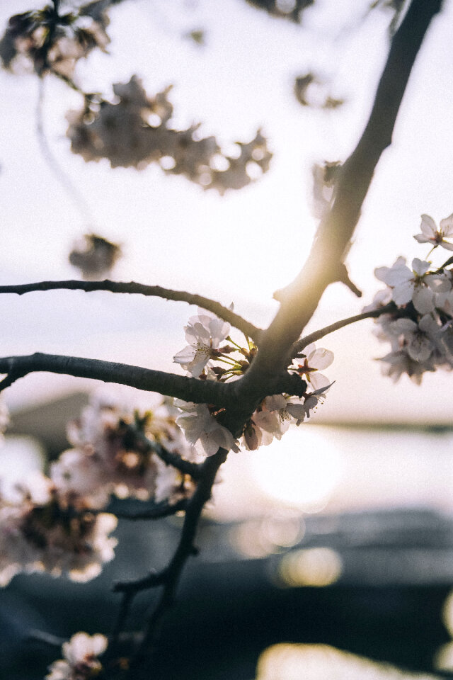 Flower Nature