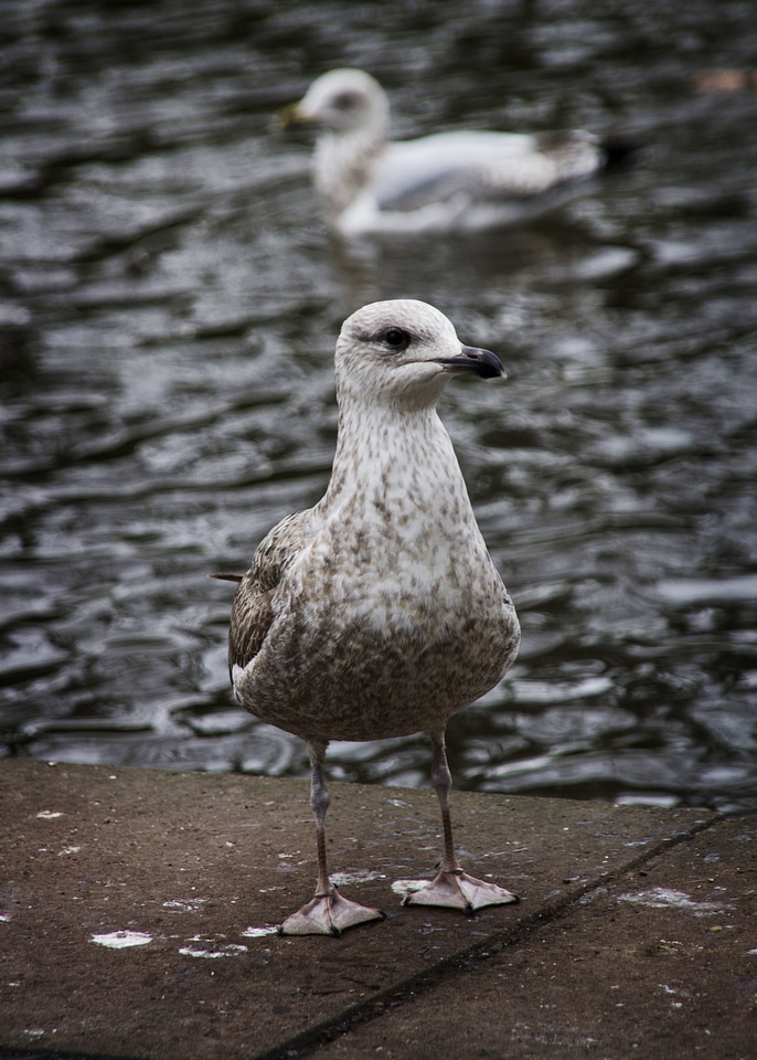 Gulls seagull nature