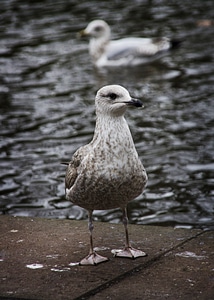 Gulls seagull nature