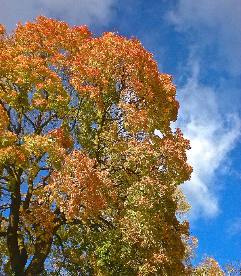 Nature sky blue leaf blue skies