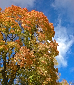 Nature sky blue leaf blue skies photo