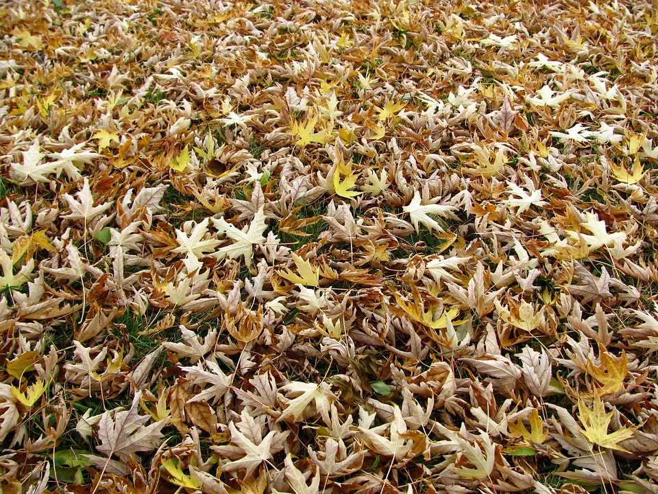 Maple foliage color