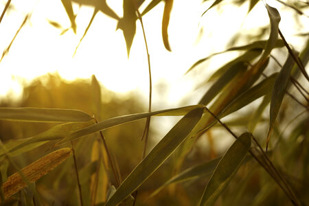 Green Leaf