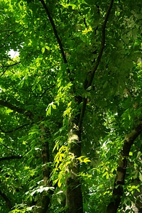 Branches aesthetic foliage
