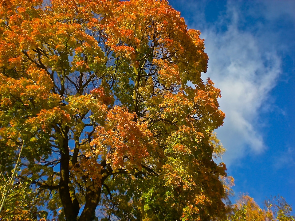 Yellow leaves blue sky sweden