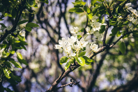 Flower White