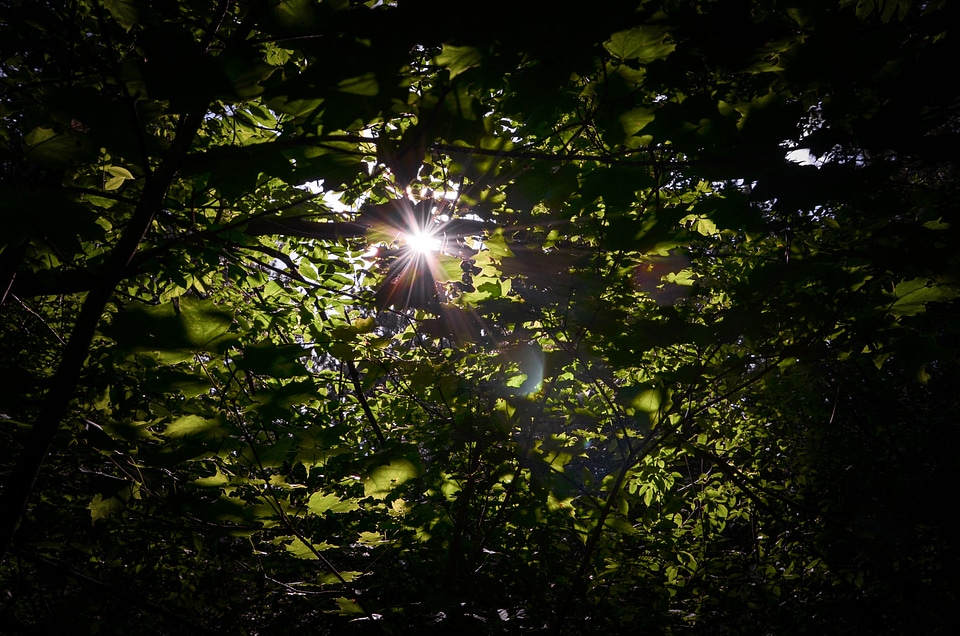 Plant leaf green