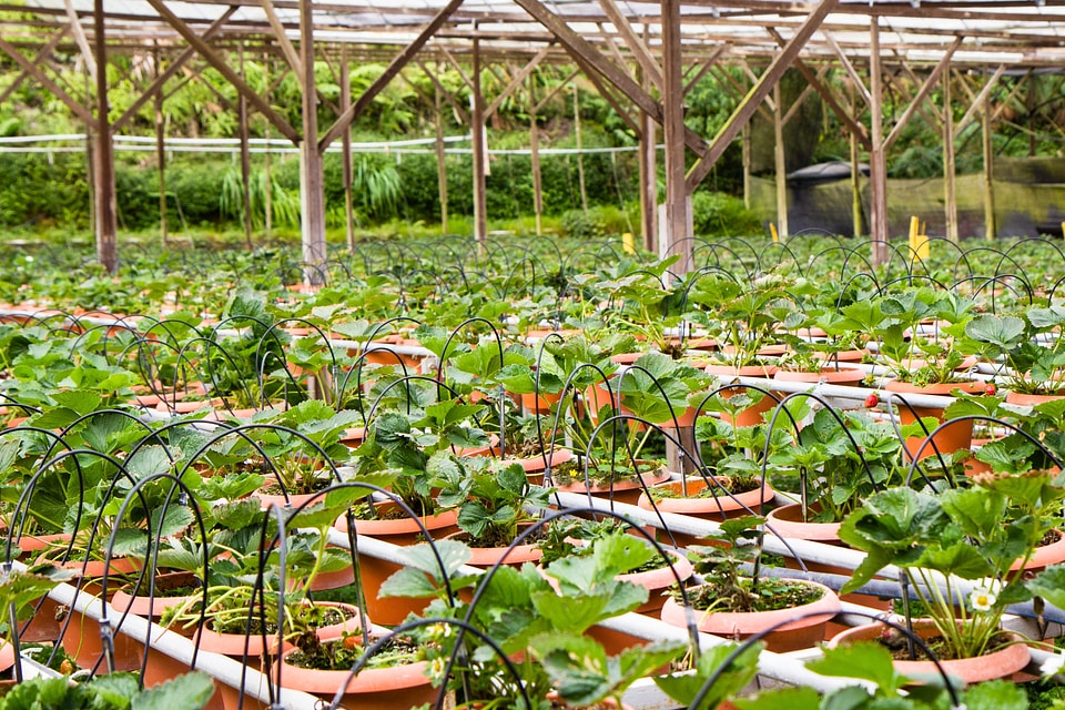 Pots farm pot