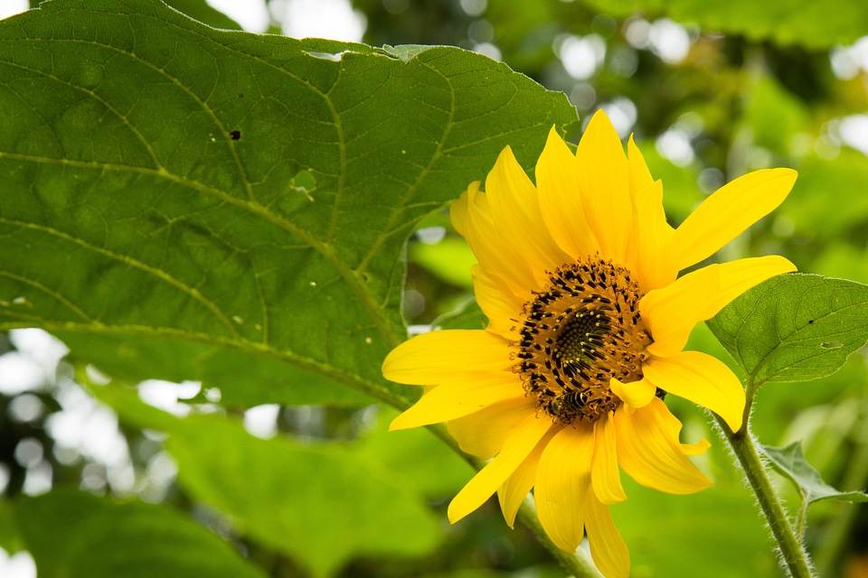 Flower plant yellow