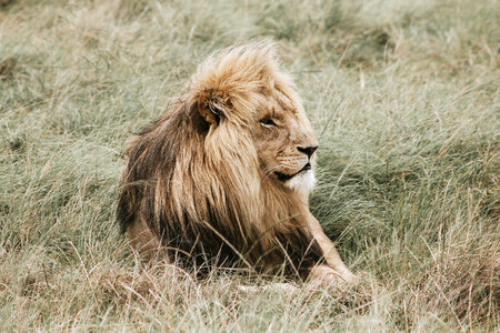 Grass Lion photo