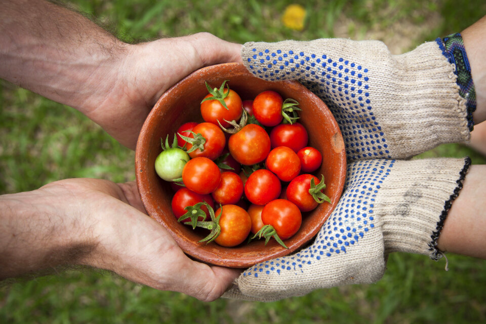 Tomato Plant photo