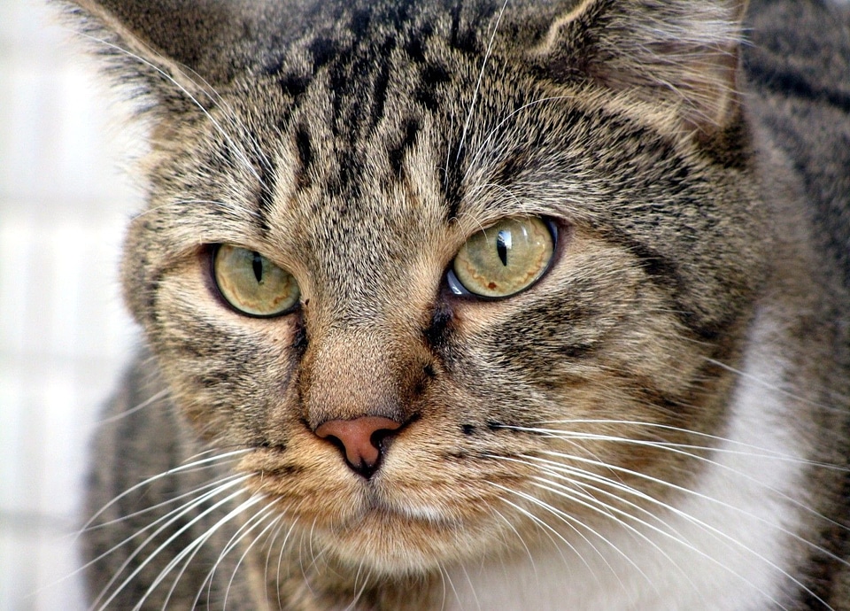 Feline domestic cute
