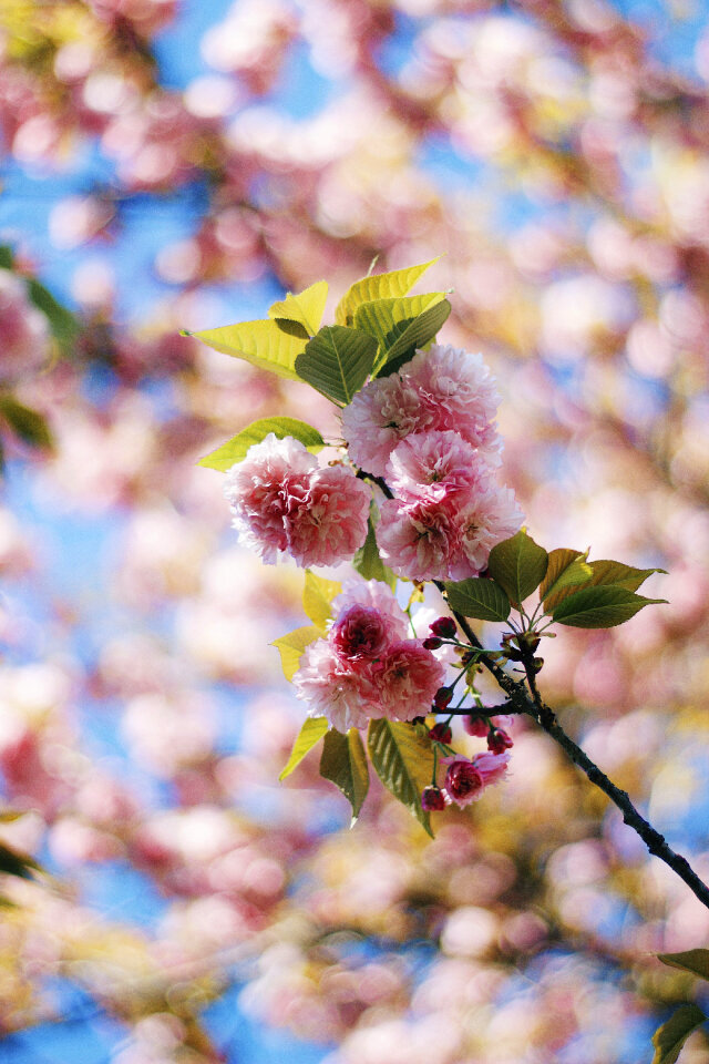 Flower Pink