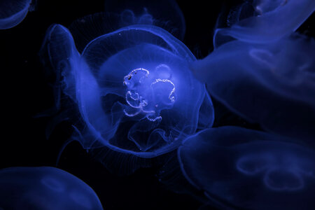 Jellyfish Underwater photo