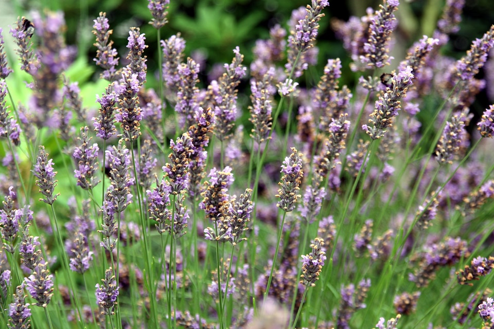 Violet flora herbs