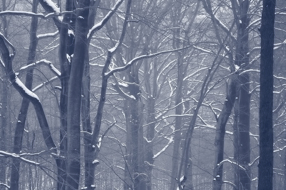 Trees winter forest tree trunks