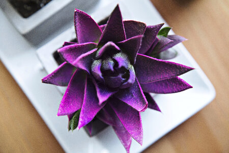 Flower Violet photo